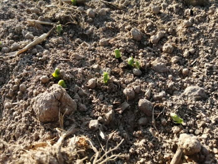 susza, Wody Polskie, stop suszy, opady w marcu, wilgotność gleby,