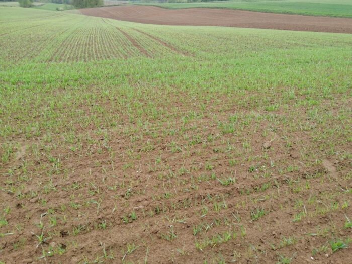 odchwaszczanie zbóż jarych, odchwaszczanie powschodowe, sulfonylomoczniki, regulatory wzorstu, florasulam, zboża jare,