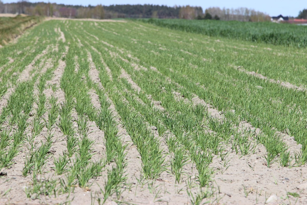 przymrozki, pogoda, susza, IMGW