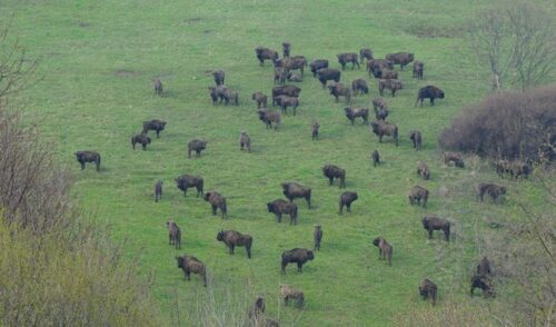 żubry, Puszcza Białowieska