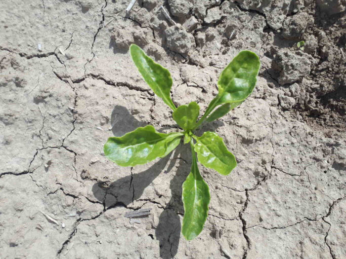 burak, roślina, gleba