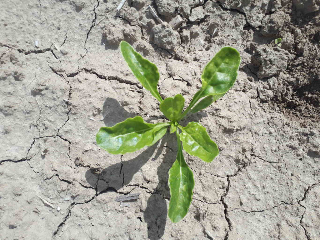burak, roślina, gleba