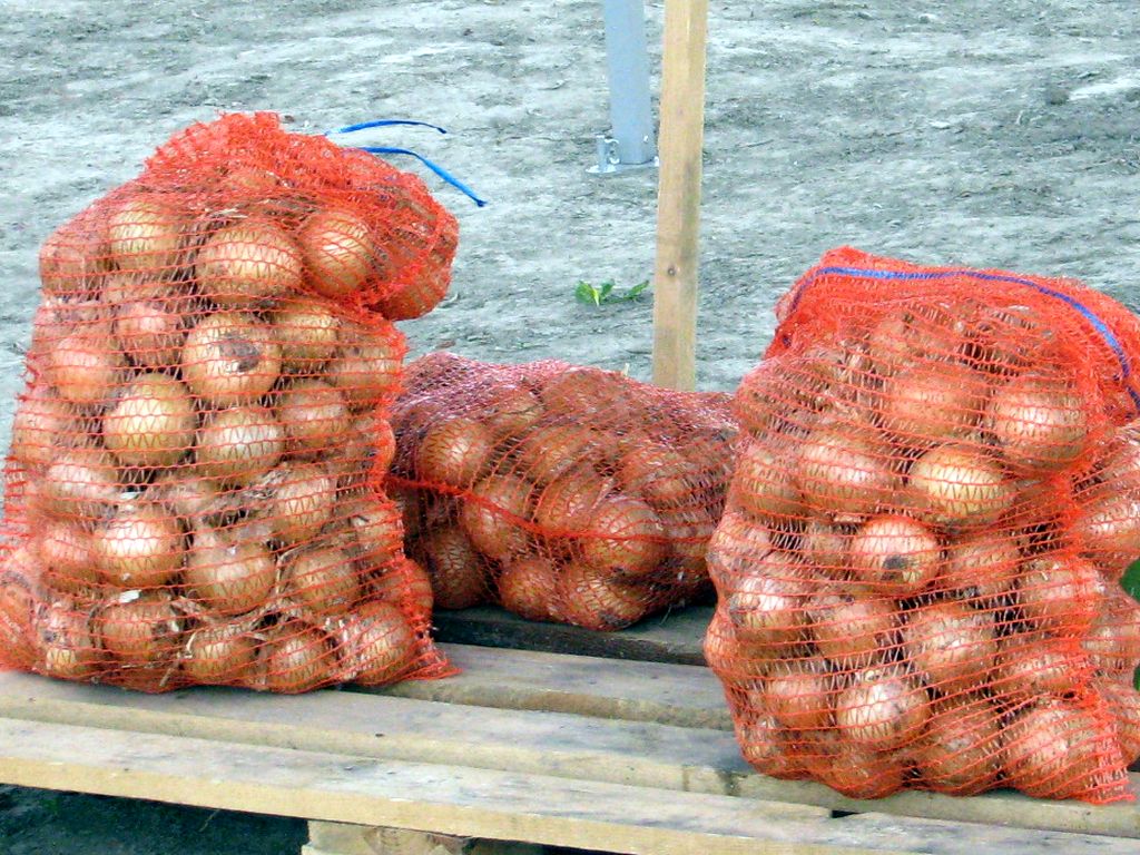 cebula
