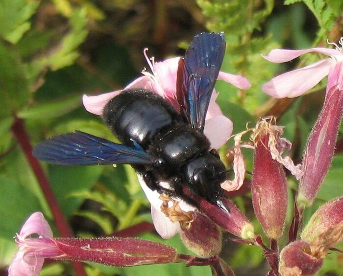 czarna pszczoła, Xylocopa violacea, Marek Michalski