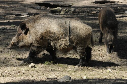 szkody, rolnicy, straty, prawo, przepisy, Prawo łowieckie, PIR, protest