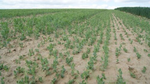 groch siewny, odchwaszczanie grochu siewnego, wschodu grochu siewnego, przymrozki wiosenne