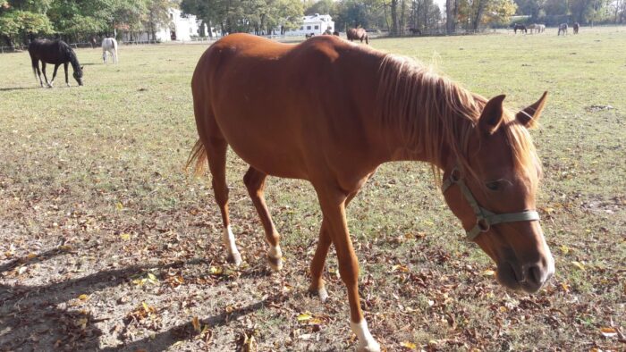 stadnina w Janowie Podlaskim, jan krzysztof ardanowski, hodowla koni arabskich