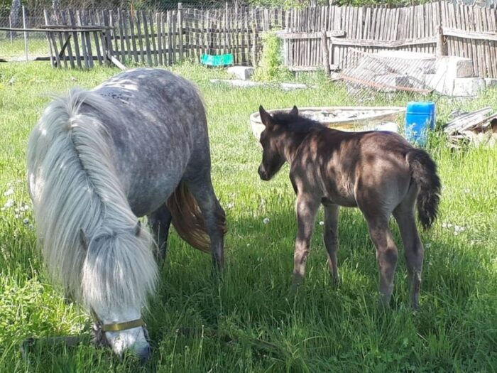kradzieże w gospodarstwach, wielonek, powiat szamotulski, siedlin, powiat gorzowski