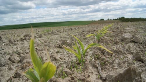 kukurydza, uszkodzenia mrozowe kukurydzy, regeneracja kukurydzy, majowe przymrozki