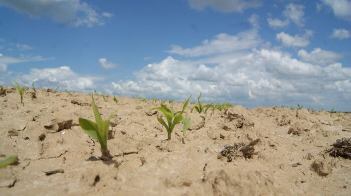 mikroelementy dla kukurydzy, cynk, bor, nawożenie kukurydzy mikroelementami, nawozy chelatowe, nawożenie dolistne kukury