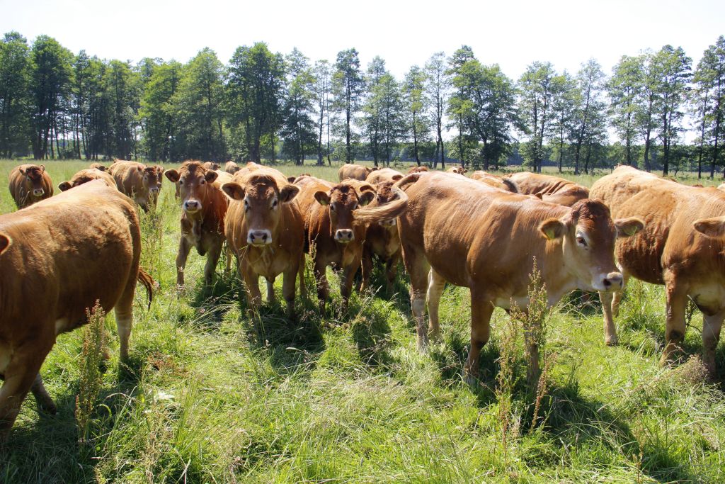 gazy cieplarniane, metan, rolnictwo