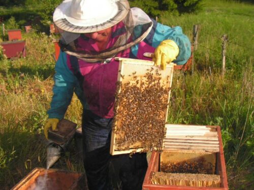 miód z puszczy boreckiej, Lista Produktów Tradycyjnych, warmia i mazury