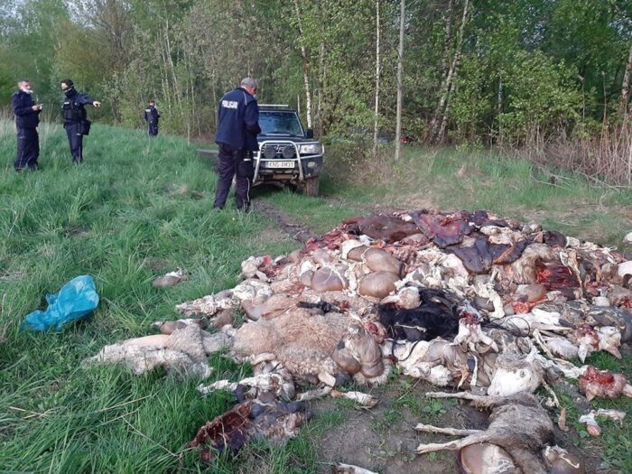 Barcice,powiat nowosądecki, Iwona Grzebyk–Dulak, odpady poubojowe