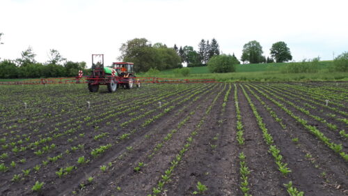 ciagnik, opryskiwacz, buraki, Sahryń, pole