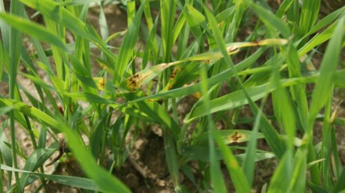 ochrona fungicydowa zbóż jarych, pszenica jara, jęczmień jary, plamistość siatkowa liści, strobiluryny, triazole