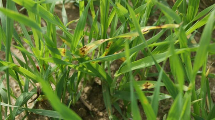 ochrona fungicydowa zbóż jarych, pszenica jara, jęczmień jary, plamistość siatkowa liści, strobiluryny, triazole