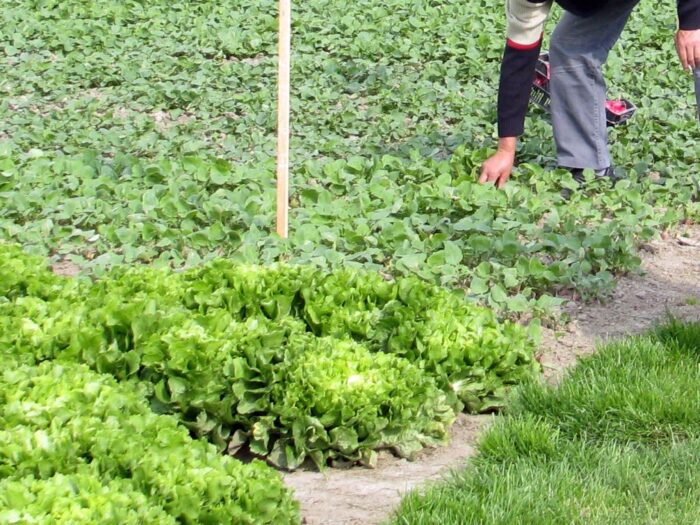 pracownicy sezonowi, zbiory owoców i warzyw, praca w rolnictwie, kwarantanna w gospodarstwie