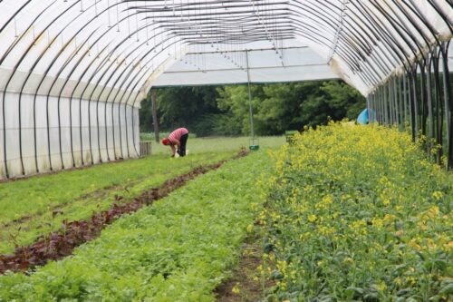 praca, ukraina, pracownicy sezonowi z ukrainy