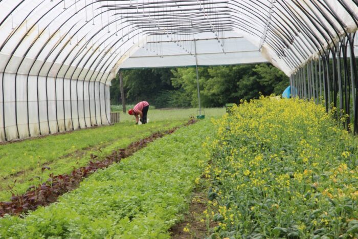 praca, ukraina, pracownicy sezonowi z ukrainy