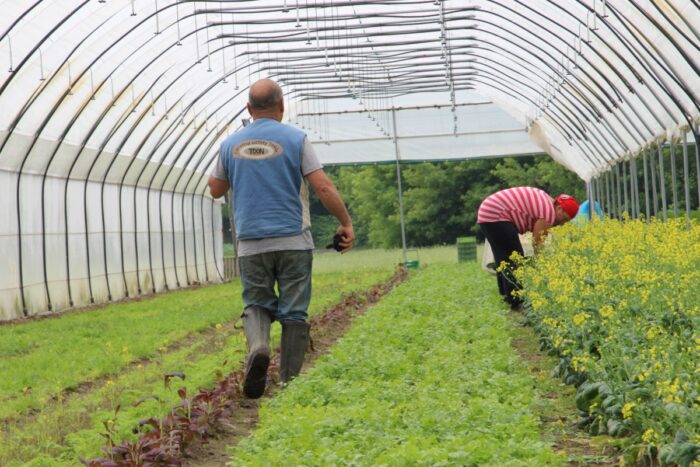 kwarantanna rolnika, kwarantanna w gospodarstwie, koronawirus, covid-19