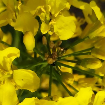 chowacz podobnik, pryszczarek kapustnik, monitoring IOR-PIB, zgnilizna twardzikowa na rzepaku, szkodniki rzepaku