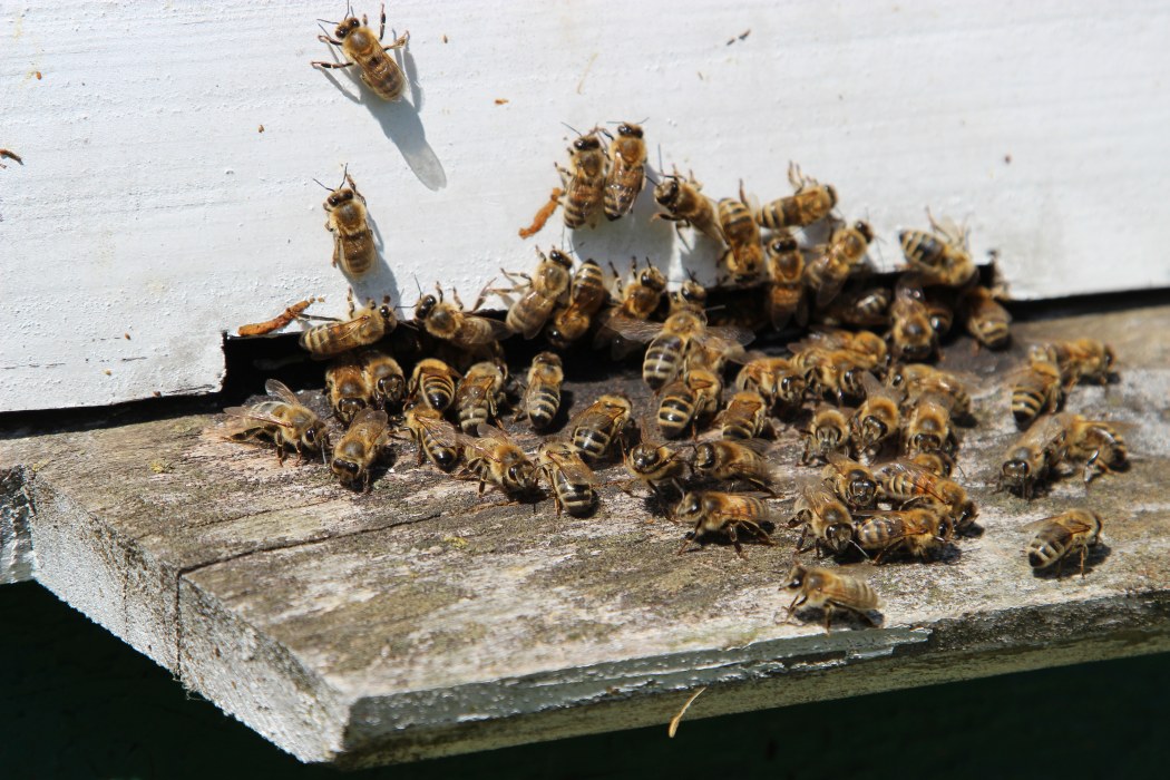 owady, pszczoły, Syngenta, nasiona od Syngenty, bezpłatne nasiona od Syngenty, pszczoły, miód