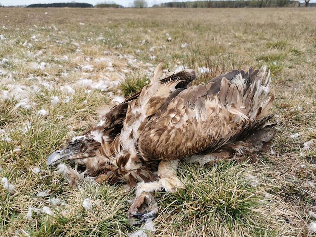 gmina Drohiczyn, trucie zwierząt, Prokuratura Rejonowa w Siemiatyczach, Magdalena Szepietowska