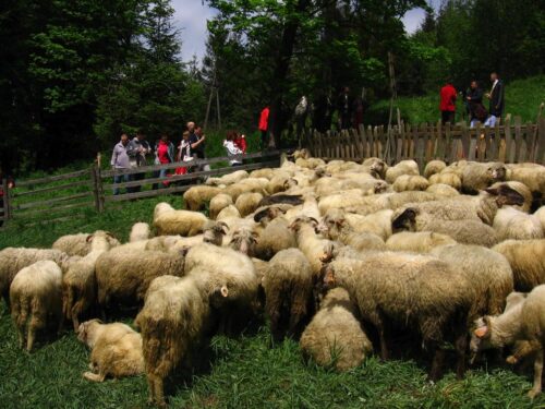 redyk owiec, Bieszczady, Beskid Niski, Stanisław Kutyna