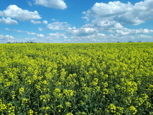 rzepak, rośliny, niebo, Sahryń