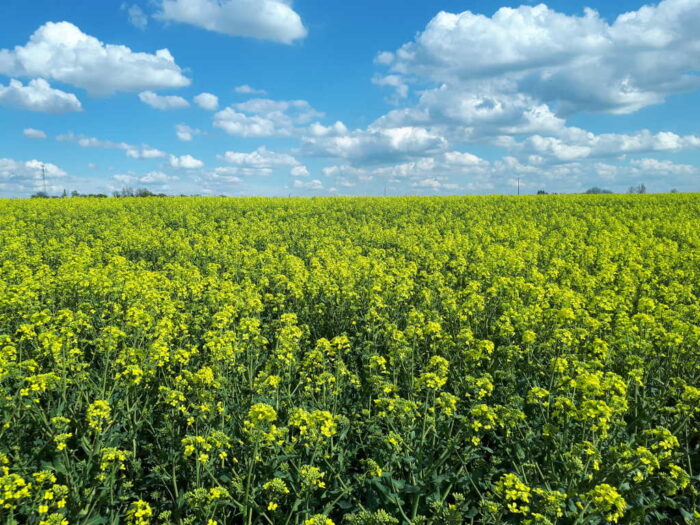 rzepak, rośliny, niebo, Sahryń