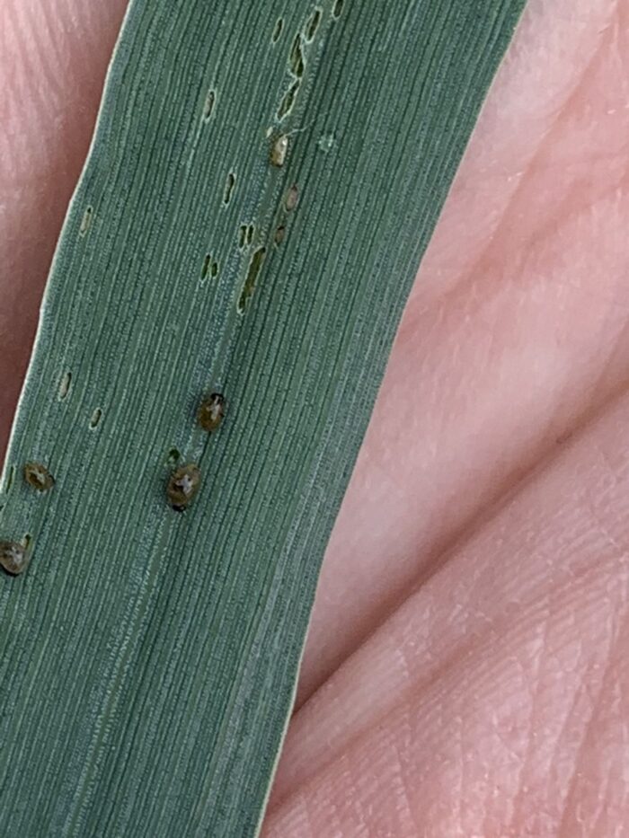 larwy skrzypionki zbożowej, larwy pryszczarka kapustnika, szkodniki zbóż, IOR-PIB, Platforma Sygnalizacji Agrofagów