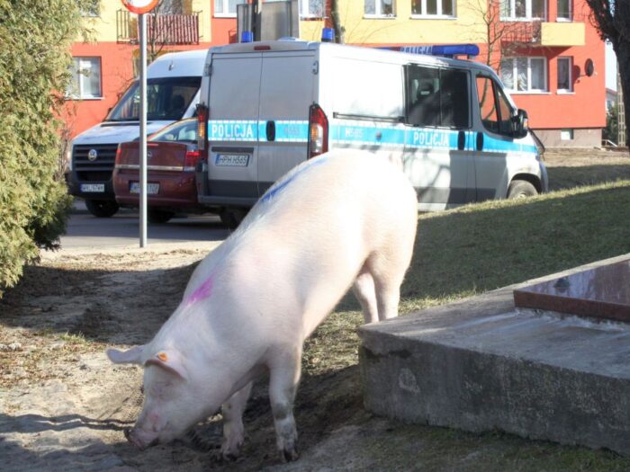 produkcja trzody chlewnej, ceny świń, opłacalność produkcji