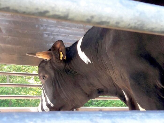 Premia poubojowa, produkcja zwierzęca, krir, epidemia koronawirusa