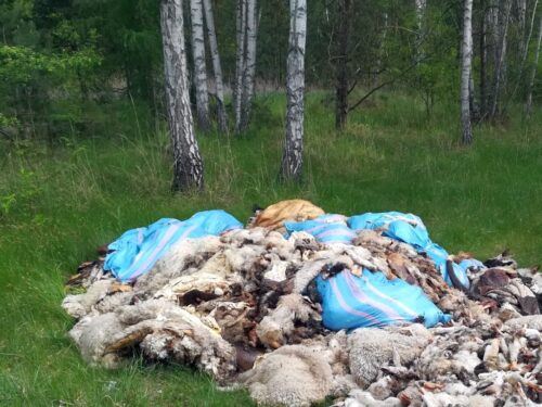 szczątki zwierząt w lesie, Grzegorz Skurczak, Nadleśnictwo Katowice