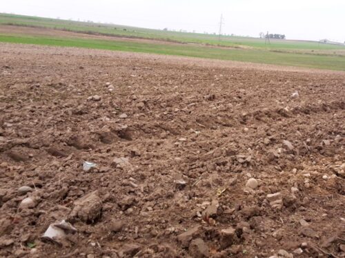 strategie grains, unijny eksport zbóż, rynek zbóż, pszenica