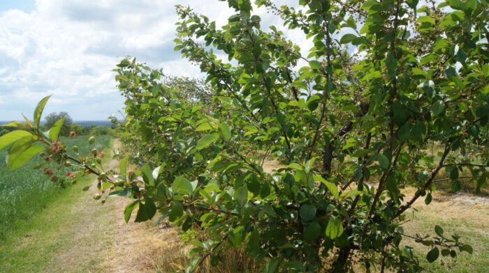 pozostałości środków ochrony roślin, pozostałości pestycydów w płodach rolnych, IOR-POB, badania pozostałości pestycydów