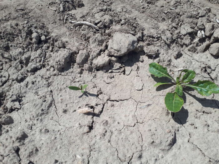 burak, siewka, gleba