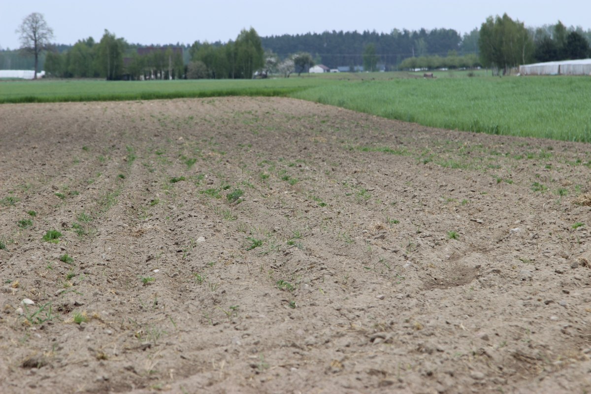 dzierżawa przez internet, ziemia, KOWR, prawo