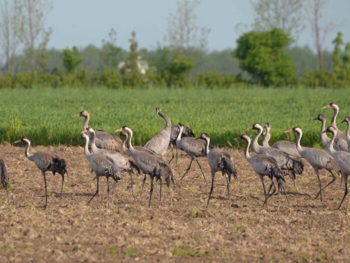 powiat miński, żuraw zabity na polu, straty na polach, dzikie ptactwo