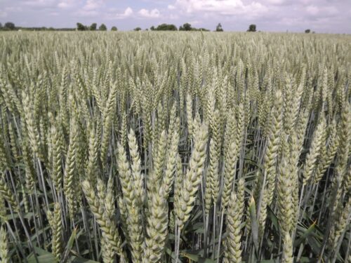 Narodowy Holding Spożywczy, Artur Soboń, Ministerstwo Aktywów Państwowych, rynek rolno-spożywczy
