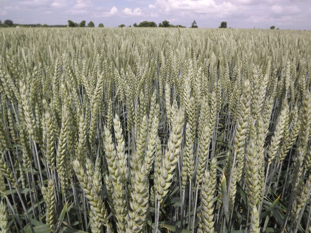 Narodowy Holding Spożywczy, Artur Soboń, Ministerstwo Aktywów Państwowych, rynek rolno-spożywczy