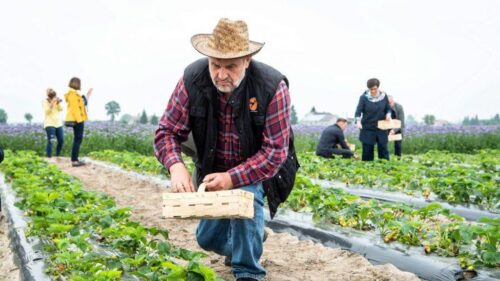 ardanowski, dożynki jasnogórskie, częstochowa