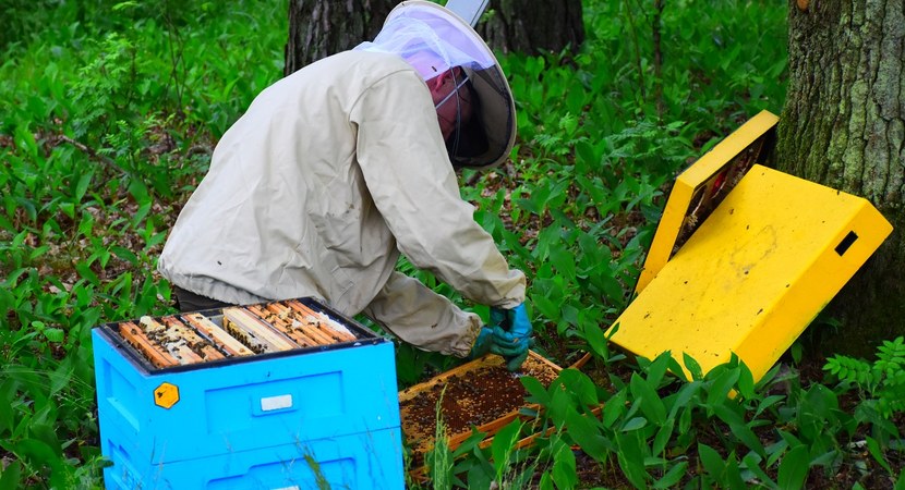 Nadleśnictwo Skierniewice, lasy państwowe, bartnictwo, kłoda bartna