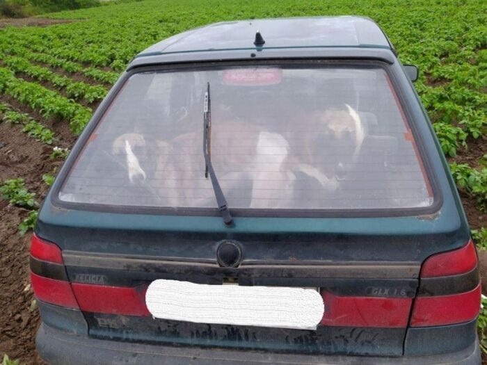 charty w bagażniku, Nowe Miasto nad Pilicą, powiat grójecki, kłusownictwo