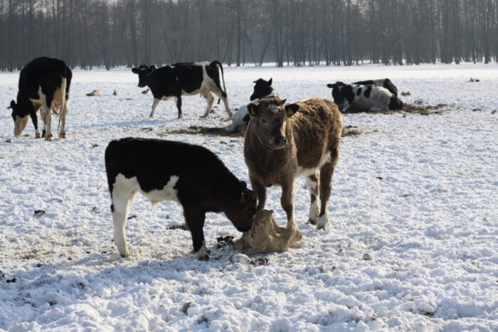 dodatki sensoryczne, smak słodki, smak gorzki, smak kwaśny, smak słony, smak umami, cielęta, krowy, bydło mleczne, lucta