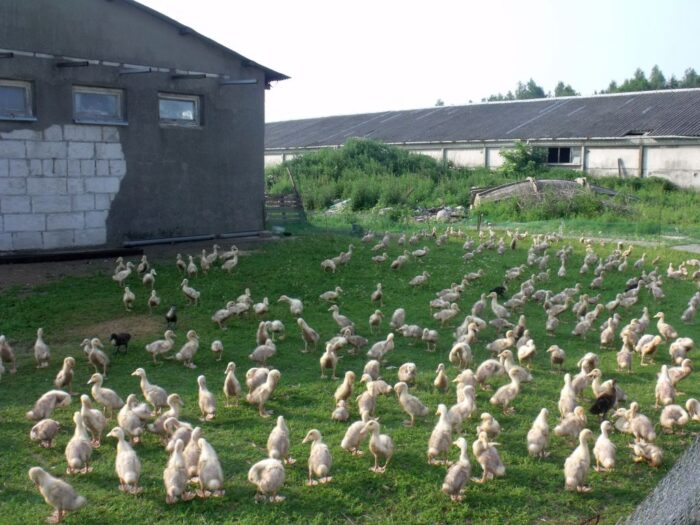 produkcja drobiu, rynek mięsa, komisja europejska