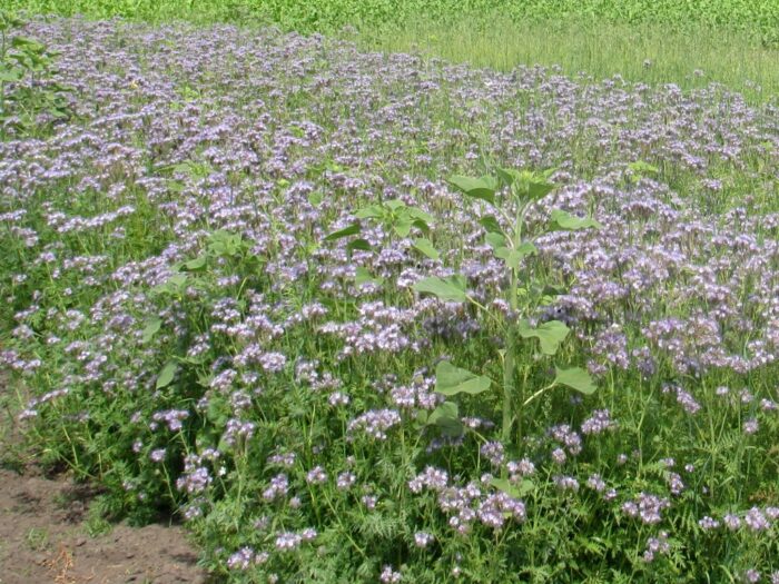 Związek Producentów Roślin Zbożowych, ubezpieczenia upraw rolnych i zwierząt gospodarskich
