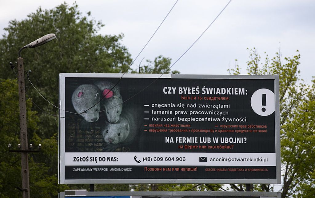 Stowarzyszenie Otwarte Klatki, fermy zwierząt, ubojnie, dobrostan zwierząt