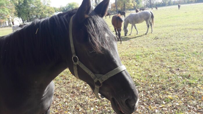 janów podlaski, stadnina koni w janowie, aukcja pride of poland, Tomasz  Chalimoniuk,