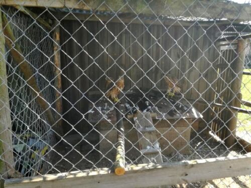 porwane jastrzębie, Paweł Kowalski, Nadleśnictwo Piotrków